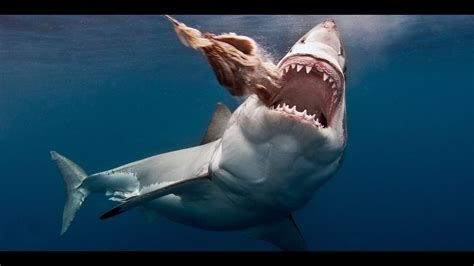 Top 5 Most Dangerous Sea Animals Youtube