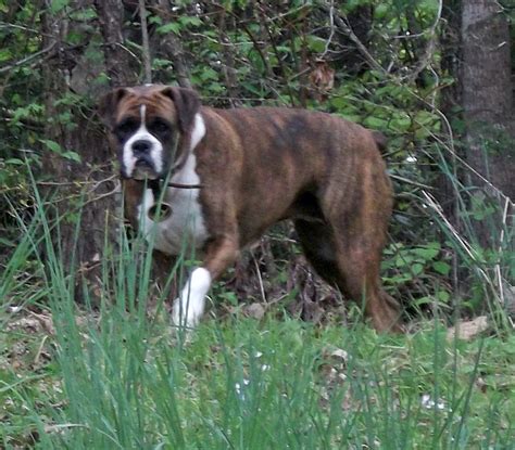 Boxer | GreatDogSite in 2020 | Boxer, Dog ages, Best dogs