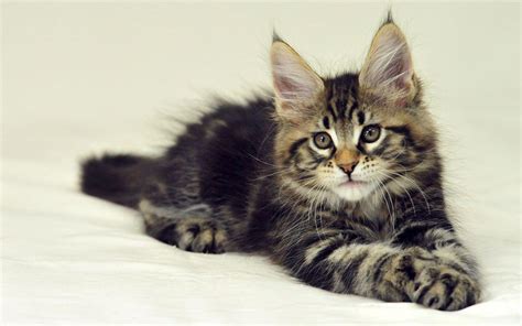 Maine Coon Kittens Wallpapers Top Free Maine Coon Kittens Backgrounds