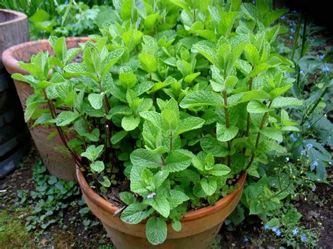 The Dos And Donts Of Growing Mint Plant Instructions