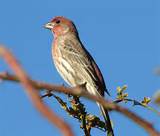 Pictures of House Finch Audubon