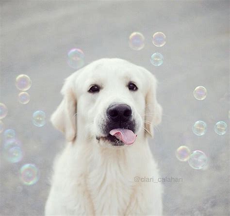 Bubbles Cute Cats And Dogs I Love Dogs Dogs And Puppies Doggies