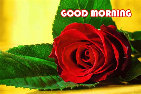 Their are many variety of roses in this world, and every person likes different types of roses. 60+ Beautiful Good Morning Rose Images - Freshmorningquotes