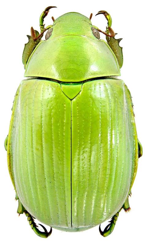 Elytra Fads Jewel Scarabs Shiny Metallic Beetles From