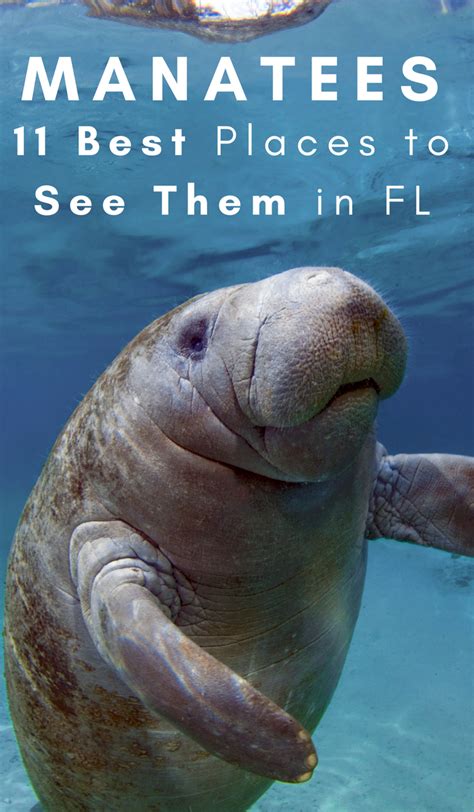 On A Hunt To View Manatees There Are The 11 Best Places To View