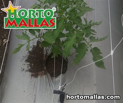 Tomato Support Net1 Hortomallas™ Supporting Your Crops®