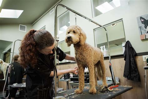 ✓ free for commercial use ✓ high quality images. Dog Grooming Woodinville, WA