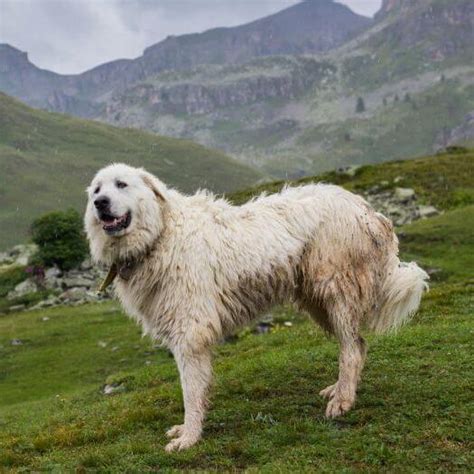 What Do You Need To Know About Pyreneese Mountain Dogs