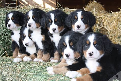 Puppies For Sale Purebred Berners From The Mountains Sweetwater