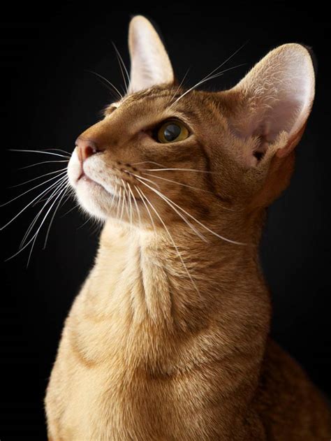 Oriental Shorthair And Longhair Cat