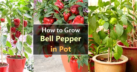 Growing Bell Peppers In Pots How To Grow Bell Peppers In