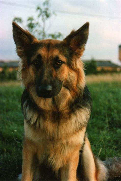 Top 25 Ideas About German Shepard On Pinterest Kinds Of Dogs