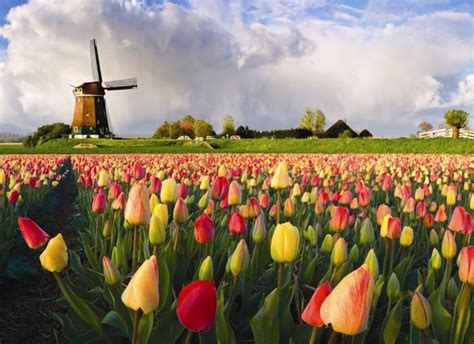 Dutch Highlights Tulip Bike Tour Netherlands Tripsite