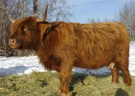 Scottish Highland Cattle Facts And History