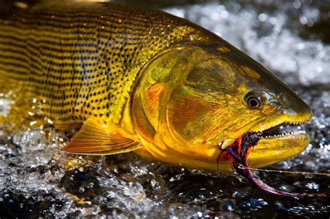 Popper fishing for golden dorado; 5 top tips by Luciano Alba - Aardvark Mcleod