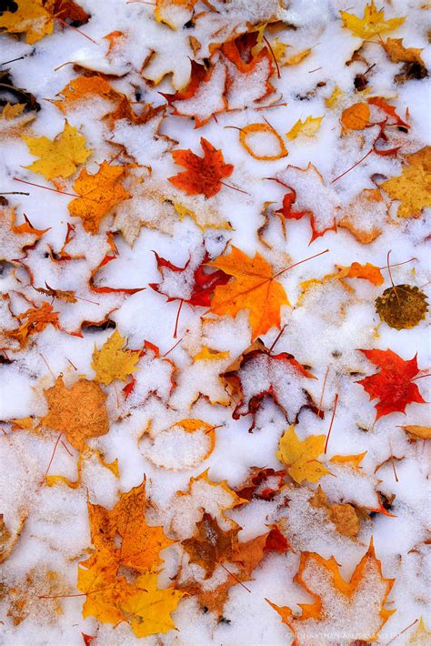 Snow Mt Dusting Of Snow On Autumn Maple Leaves Wildernesscapes