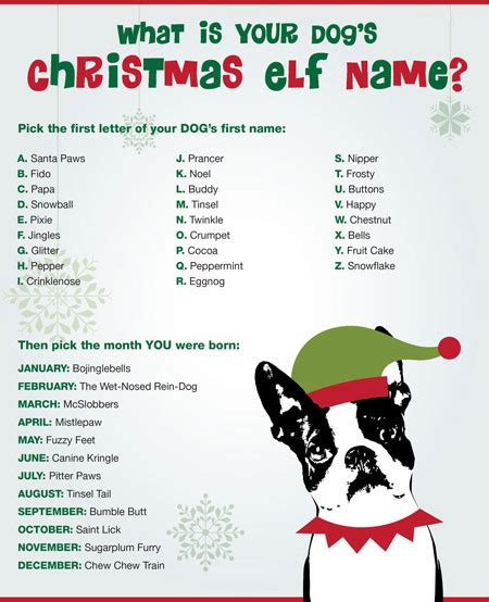 What Is Your Dog Christmas Elf Name Generator List Funny Wititudes