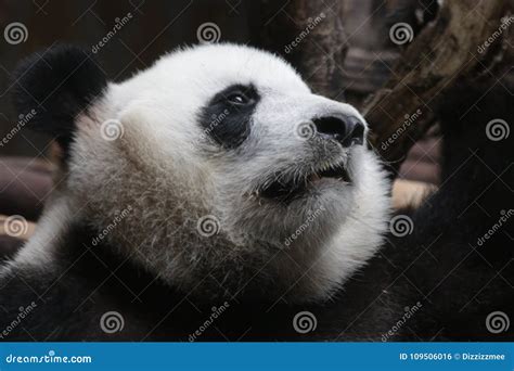 Close Up Giant Panda Fluffy Face China Stock Photo Image Of Eating