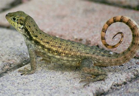 Florida Curly Tailed Lizard Flickr Photo Sharing