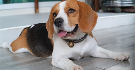 How Big Do Beagles Get Imp World