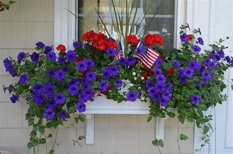 Orange and red poppies with purple flowers. red geranium and purple petunia in container pot - Google ...