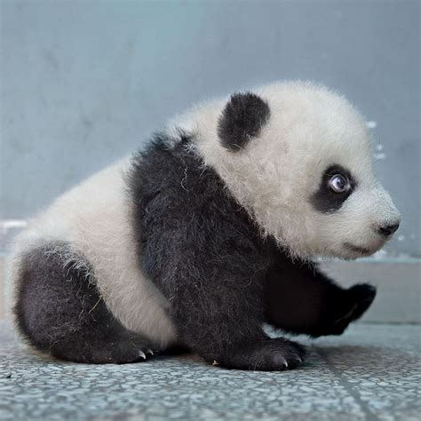 Bifengxia Panda Base Bifengxia Town Yaan Sichuan China 熊猫熊出生在中国