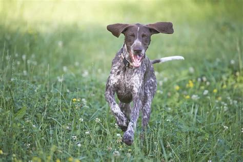 German Shorthaired Pointer Growth Chart Pointers Peak Points