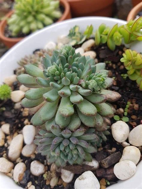 More than 39 rare cactus at pleasant prices up to 5 usd fast and free worldwide shipping! Echeveria Setosa Deminuta (With images) | Succulents ...