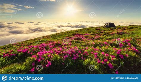 Pink Wild Rhododendron Flowers And Fog On Summer Mountain Carpathian