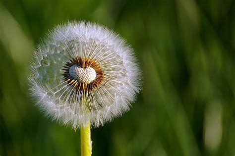 In selective focus photography, the in focus parts and out of focus parts are equally important, but nothing about the technique is particularly difficult. Royalty-Free photo: Selective focus photography of white ...