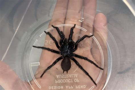 Biggest Funnel Web Weve Ever Seen Handed In To Australian Reptile