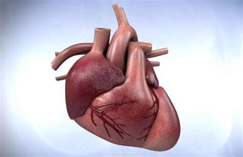 ¿cómo Funciona Tu Corazón Fundación Cardiológica Argentina