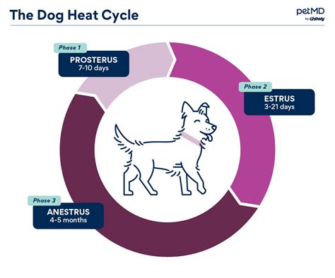 Dogs In Heat When It Happens How Long It Lasts And What To Do Petmd