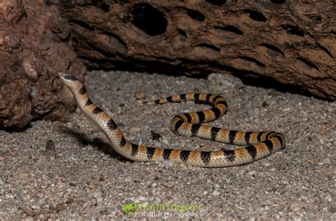 Nevada Shovel Nosed Snake Chionactis Occipitalis Talpina Flickr