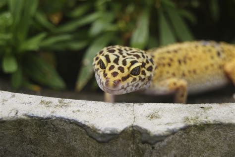 For example, a swift or anole may live to about 3 years. Cleanest, odorless pets for small homes - SheKnows