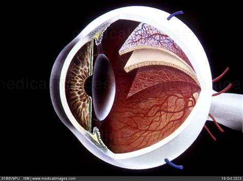 Stock Image Illustration Of The Anatomy Of The Ocular Bulb Eyeball