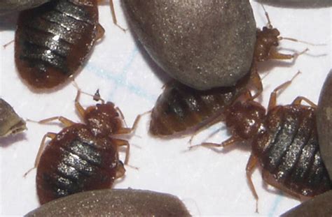 Bed Bugs Thicker Skins Resulting In Greater Resistance To Insecticides