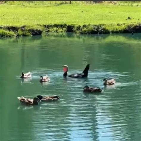 Turkey Swimming With Ducks In This Moment Animals Swimming