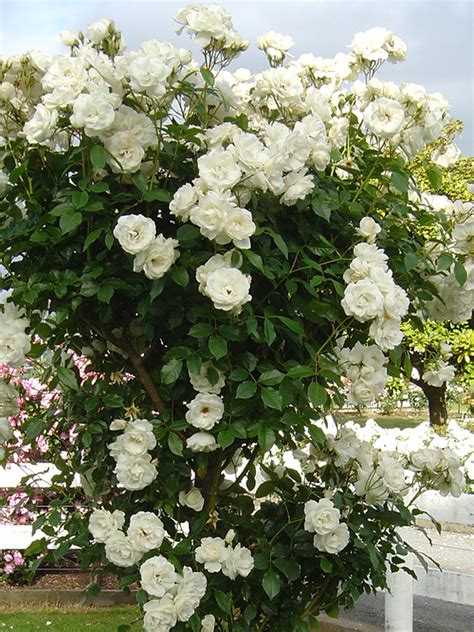 Oderings Garden Centre Climbing Rose Iceberg