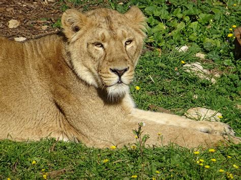 Lioness Savannah Africa Free Photo On Pixabay Pixabay