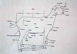 Helpful Anatomy Of The Goat Chart To Get You Started In Goat