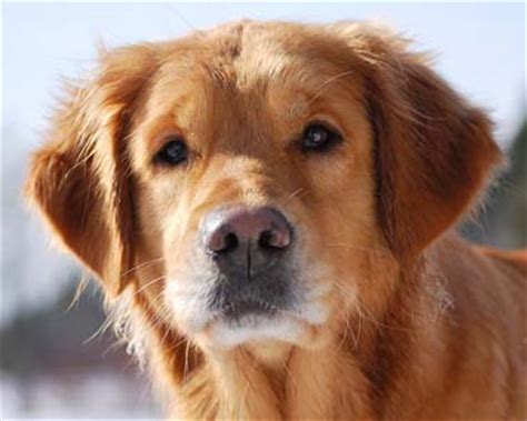 Mya had a rough start to life. National Rescue Committee of the Golden Retriever Club of ...