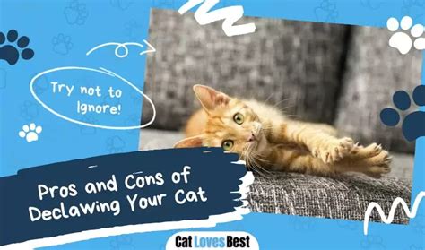 Pros And Cons Of Declawing Your Cat Cat Loves Best 2022