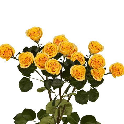 Long Stem Yellow Spray Roses | GlobalRose