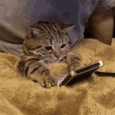 Tired Cat  Tired Cat Texting Discover And Share S