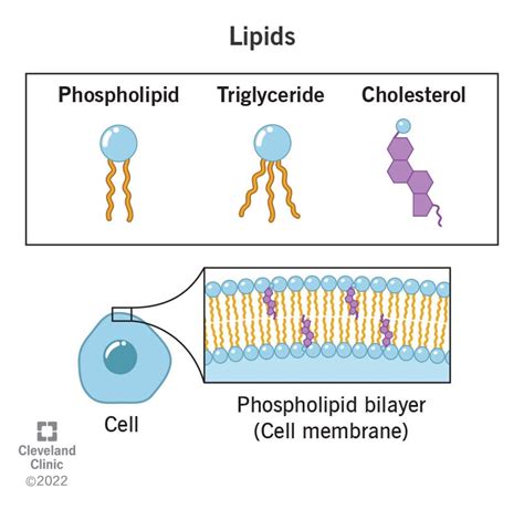 What Are Lipids