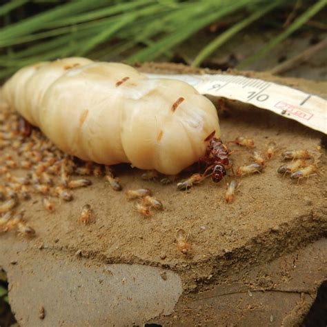 Termite Queens 30x The Size Of Their Offspring So Chonk She Is
