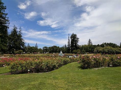 The garden is exclusively devoted to shrubs of the rose family and features over 4,000 rose shrubs with 189 varieties. A historic day in San Jose - Bright Lights of America