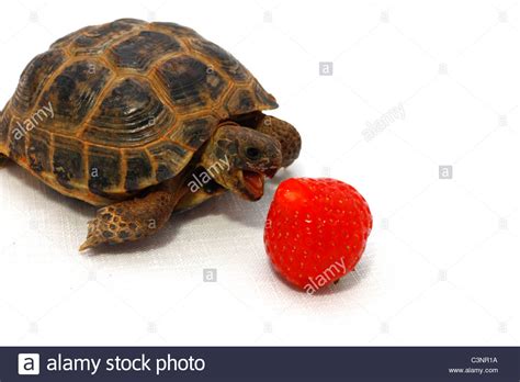 Turtle Eating Strawberry Wallpaper