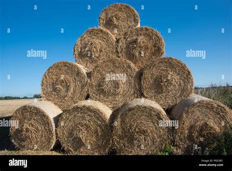 Large Round Hay Bales Stacked In The Field Drying In The Sun Under A